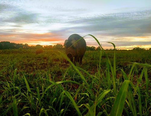 Why  is Pastured Pork Better Than Commercially Raised Pork?