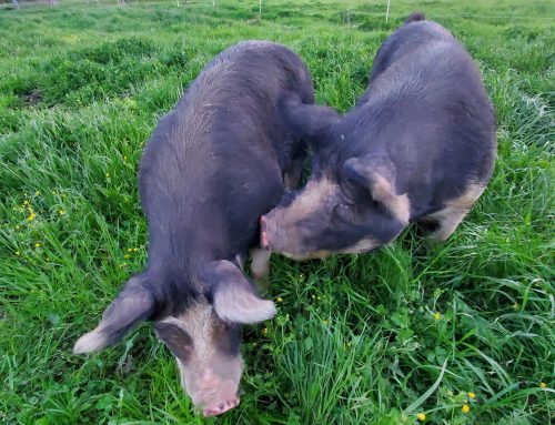 Fuller Farms – Hawkins, Texas