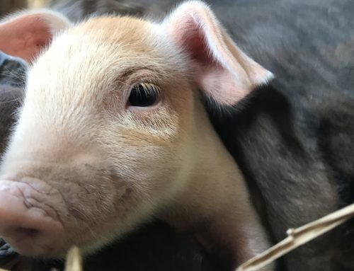 Clipping Needle Teeth on Piglets – Should we?
